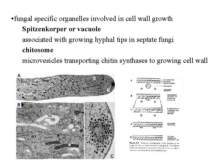  • fungal specific organelles involved in cell wall growth Spitzenkorper or vacuole associated