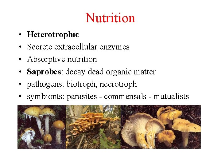 Nutrition • • • Heterotrophic Secrete extracellular enzymes Absorptive nutrition Saprobes: decay dead organic