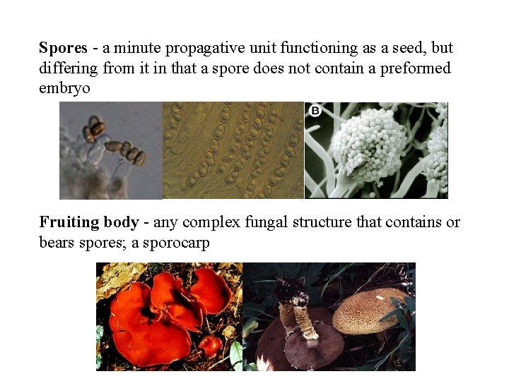 Spores - a minute propagative unit functioning as a seed, but differing from it