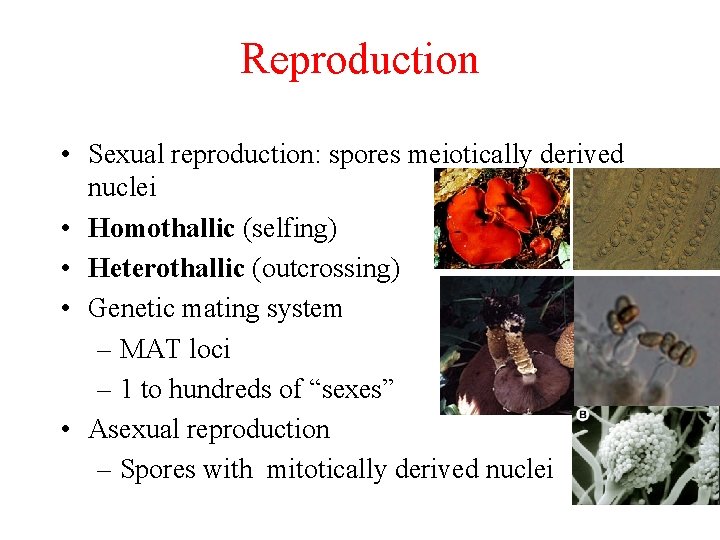 Reproduction • Sexual reproduction: spores meiotically derived nuclei • Homothallic (selfing) • Heterothallic (outcrossing)