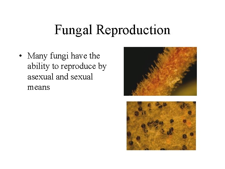 Fungal Reproduction • Many fungi have the ability to reproduce by asexual and sexual