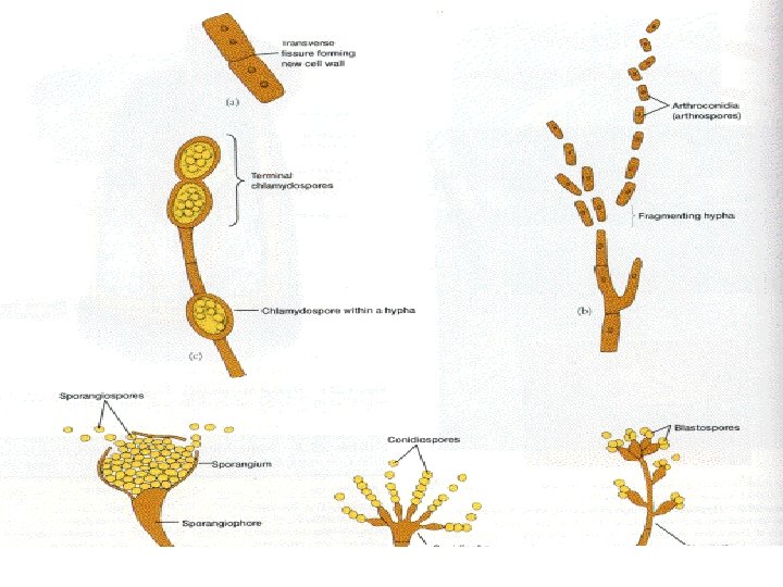 Fungal reproduction • Anamorph= asexual stage – Mitospore=spore formed via asexual reproduction (mitosis), commonly