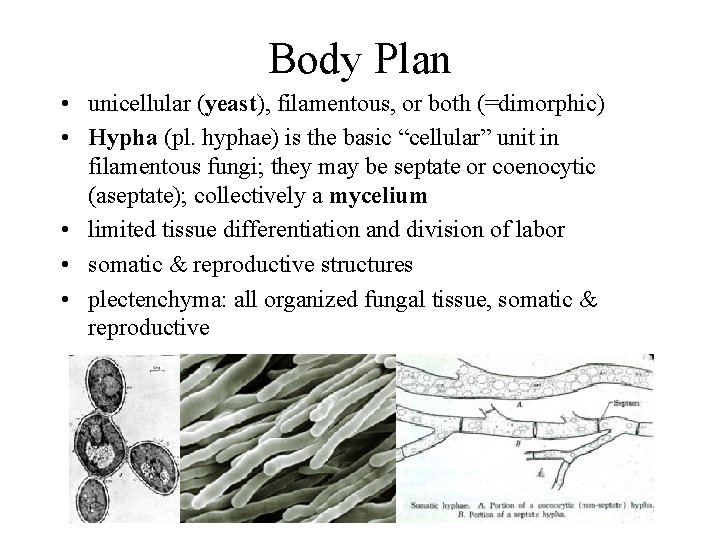 Body Plan • unicellular (yeast), filamentous, or both (=dimorphic) • Hypha (pl. hyphae) is