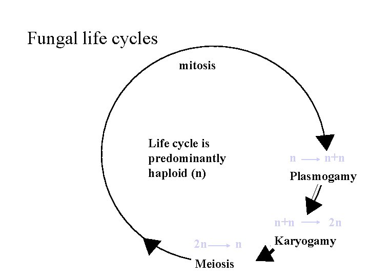 Fungal life cycles mitosis Life cycle is predominantly haploid (n) n n+n Plasmogamy n+n