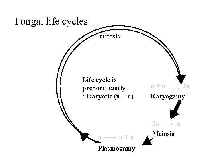 Fungal life cycles mitosis Life cycle is predominantly dikaryotic (n + n) n +