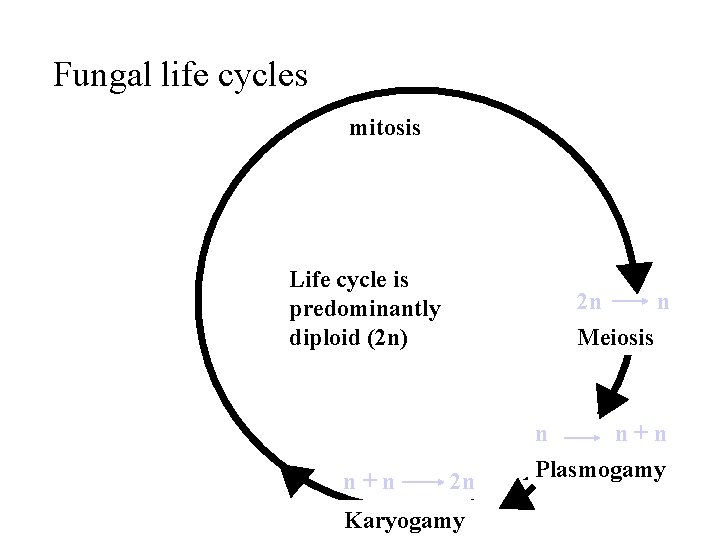 Fungal life cycles mitosis Life cycle is predominantly diploid (2 n) 2 n n