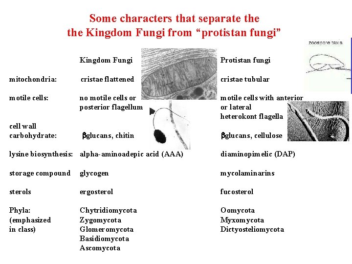 Some characters that separate the Kingdom Fungi from “protistan fungi” Kingdom Fungi Protistan fungi