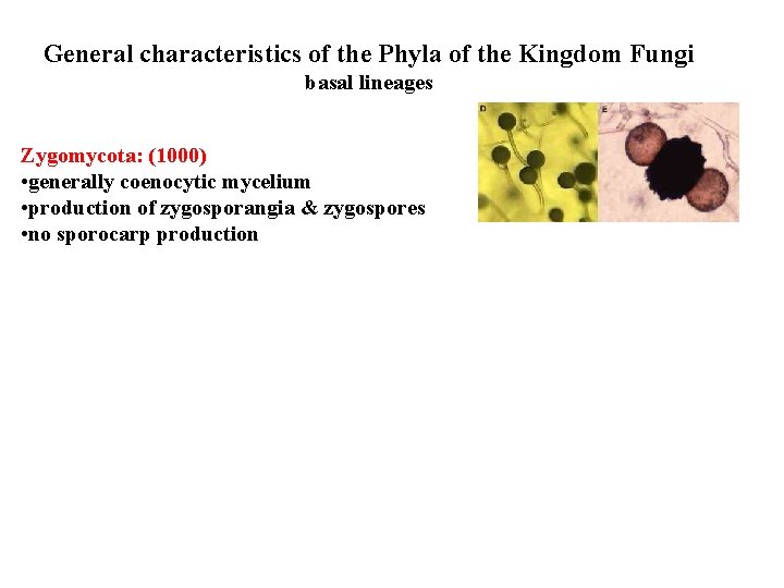General characteristics of the Phyla of the Kingdom Fungi basal lineages Zygomycota: (1000) •
