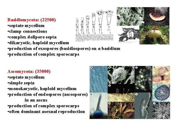 Basidiomycota: (22500) • septate mycelium • clamp connections • complex dolipore septa • dikaryotic,