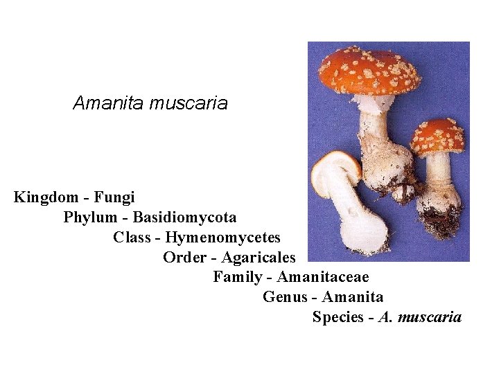 Nomenclature Amanita muscaria Kingdom - Fungi Phylum - Basidiomycota Class - Hymenomycetes Order -