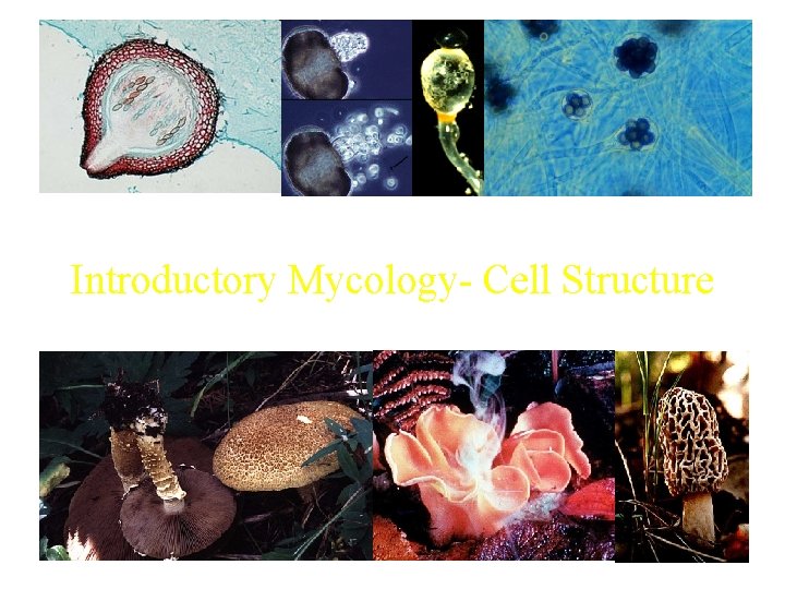 Introductory Mycology- Cell Structure 