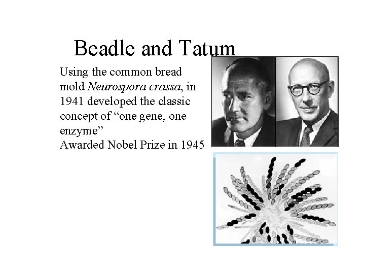 Beadle and Tatum Using the common bread mold Neurospora crassa, in 1941 developed the
