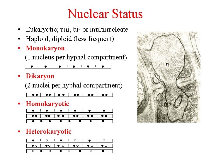 Nuclear Status • Eukaryotic; uni, bi- or multinucleate • Haploid, diploid (less frequent) •