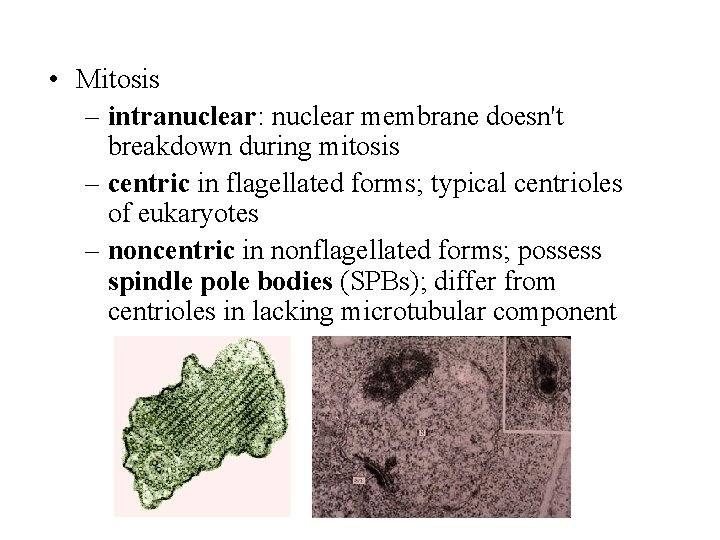 • Mitosis – intranuclear: nuclear membrane doesn't breakdown during mitosis – centric in