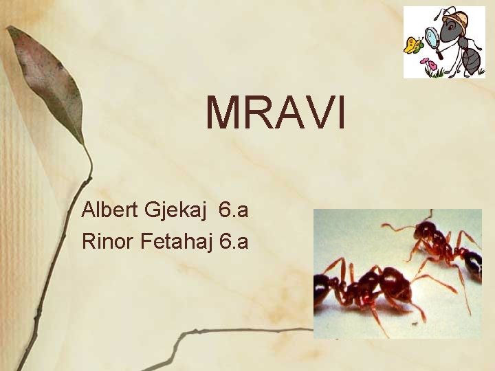 MRAVI Albert Gjekaj 6. a Rinor Fetahaj 6. a 