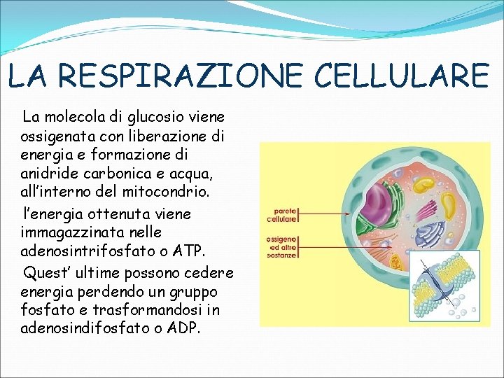 LA RESPIRAZIONE CELLULARE La molecola di glucosio viene ossigenata con liberazione di energia e