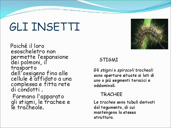 GLI INSETTI Poiché il loro esoscheletro non permette l’espansione dei polmoni, il trasporto dell'ossigeno