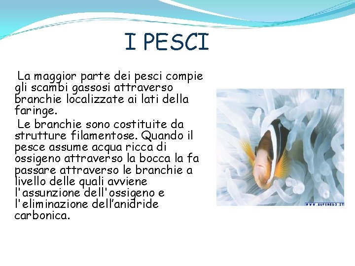 I PESCI La maggior parte dei pesci compie gli scambi gassosi attraverso branchie localizzate