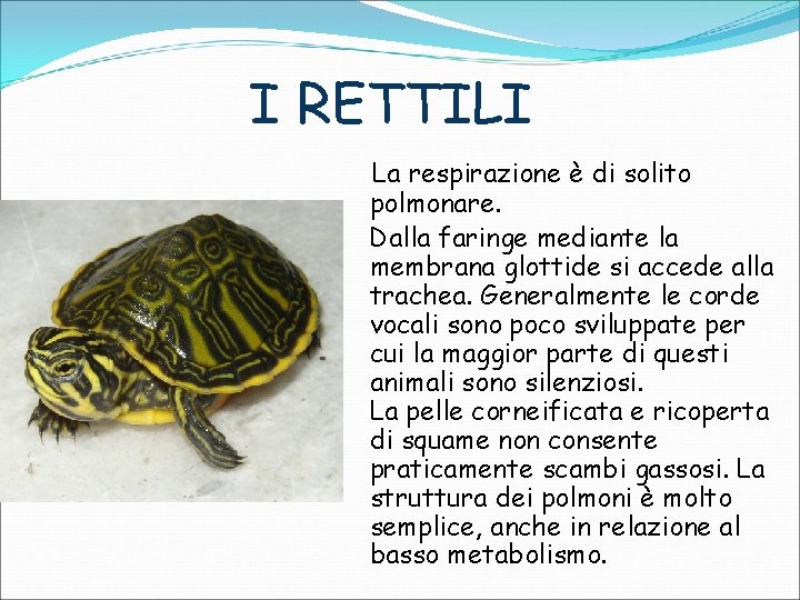 I RETTILI La respirazione è di solito polmonare. Dalla faringe mediante la membrana glottide