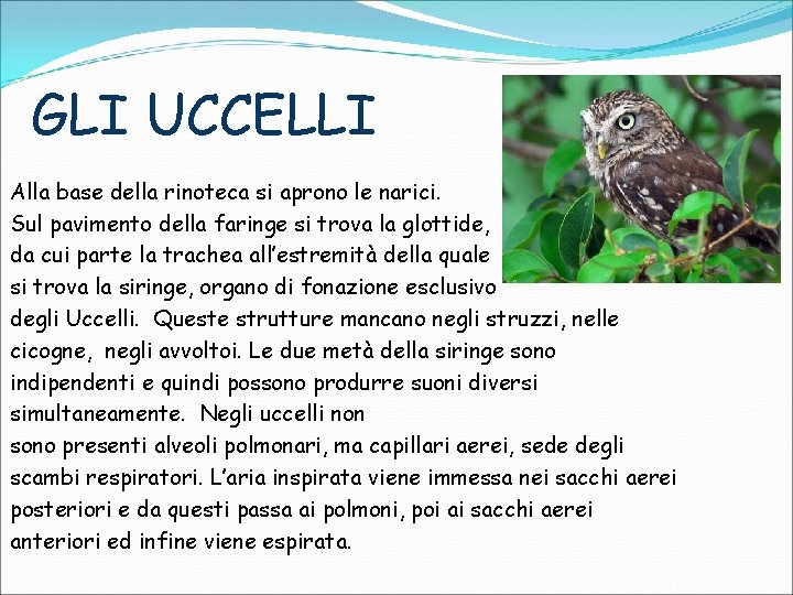 GLI UCCELLI Alla base della rinoteca si aprono le narici. Sul pavimento della faringe