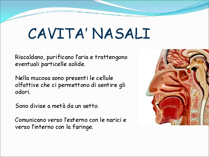 CAVITA’ NASALI Riscaldano, purificano l’aria e trattengono eventuali particelle solide. Nella mucosa sono presenti