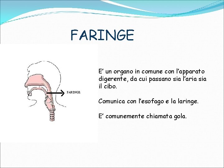 FARINGE E’ un organo in comune con l’apparato digerente, da cui passano sia l’aria