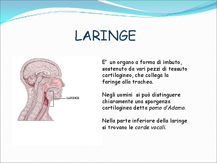 LARINGE E’ un organo a forma di imbuto, sostenuto da vari pezzi di tessuto