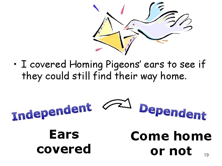  • I covered Homing Pigeons’ ears to see if they could still find
