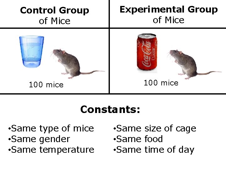 Control Group of Mice Experimental Group of Mice 100 mice Constants: • Same type