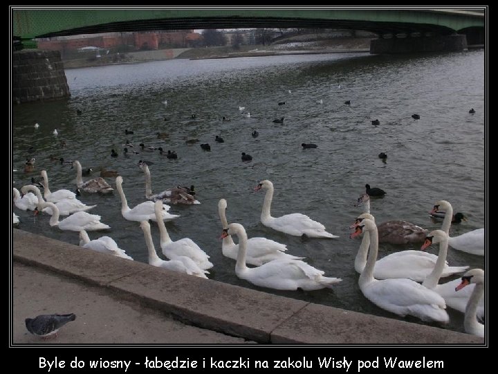 Byle do wiosny - łabędzie i kaczki na zakolu Wisły pod Wawelem 