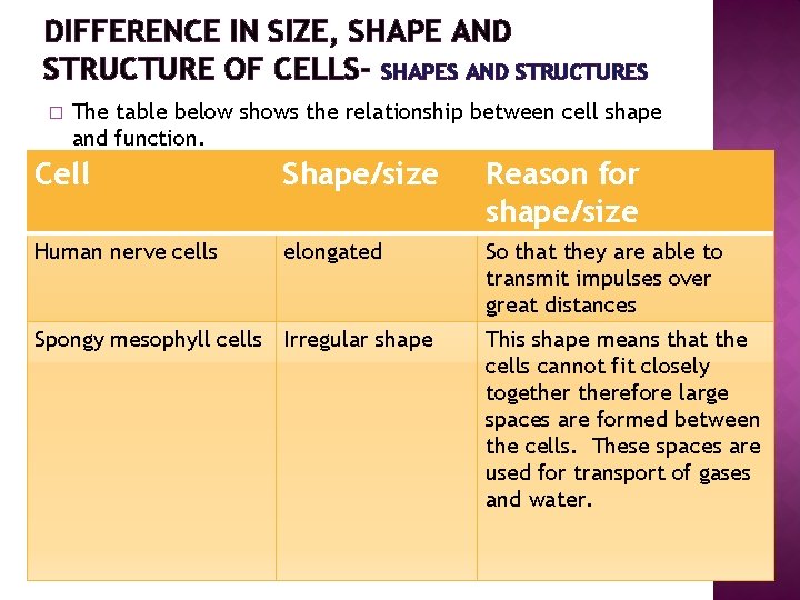 DIFFERENCE IN SIZE, SHAPE AND STRUCTURE OF CELLS- SHAPES AND STRUCTURES � The table