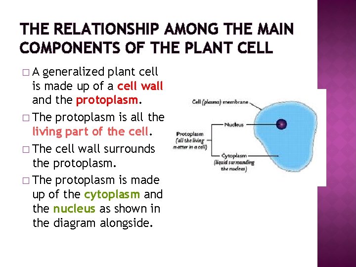 THE RELATIONSHIP AMONG THE MAIN COMPONENTS OF THE PLANT CELL �A generalized plant cell