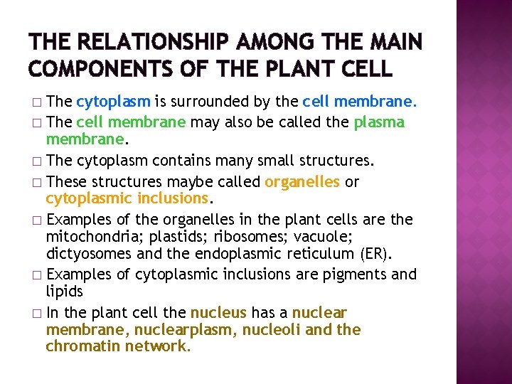 THE RELATIONSHIP AMONG THE MAIN COMPONENTS OF THE PLANT CELL The cytoplasm is surrounded