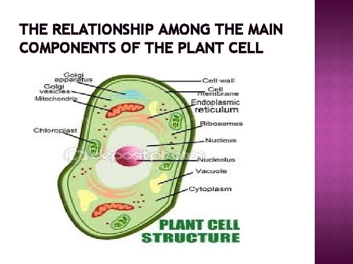 THE RELATIONSHIP AMONG THE MAIN COMPONENTS OF THE PLANT CELL 