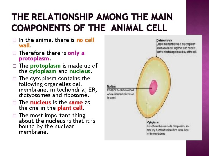 THE RELATIONSHIP AMONG THE MAIN COMPONENTS OF THE ANIMAL CELL � � � In