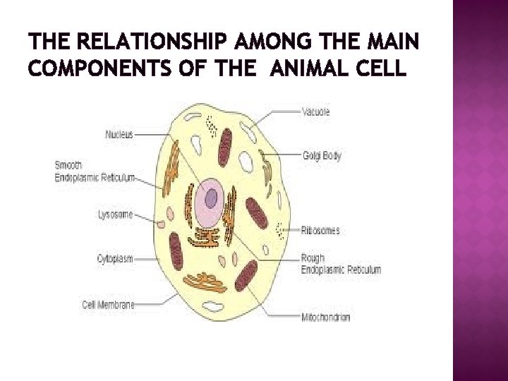 THE RELATIONSHIP AMONG THE MAIN COMPONENTS OF THE ANIMAL CELL 