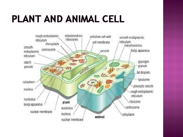 PLANT AND ANIMAL CELL 