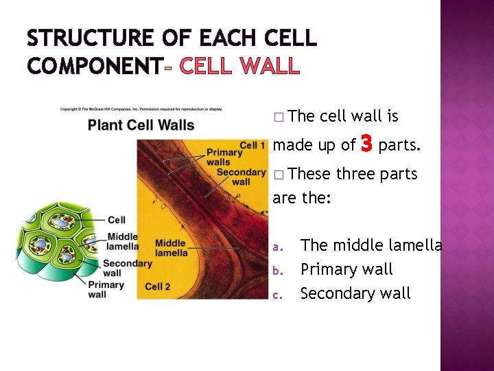 STRUCTURE OF EACH CELL COMPONENT CELL WALL � The cell wall is made up