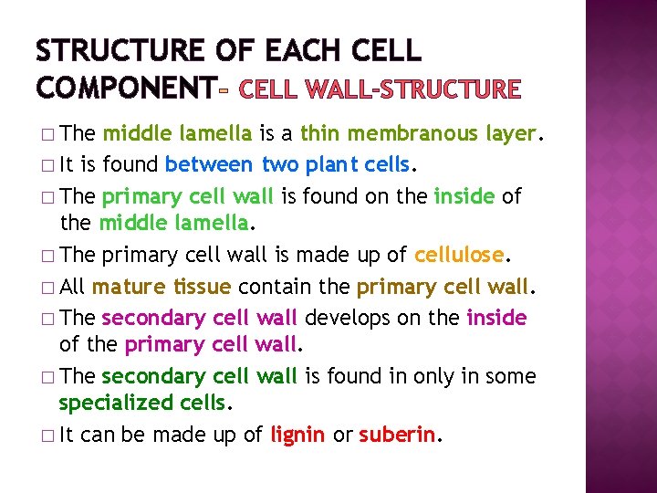 STRUCTURE OF EACH CELL COMPONENT CELL WALL-STRUCTURE � The middle lamella is a thin