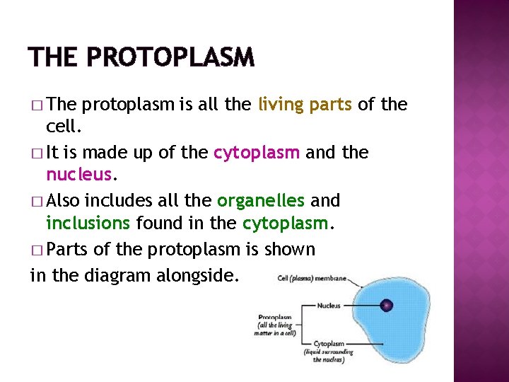 THE PROTOPLASM � The protoplasm is all the living parts of the cell. �