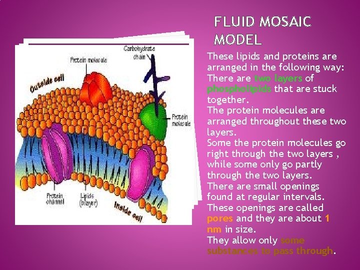 FLUID MOSAIC MODEL These lipids and proteins are arranged in the following way: There