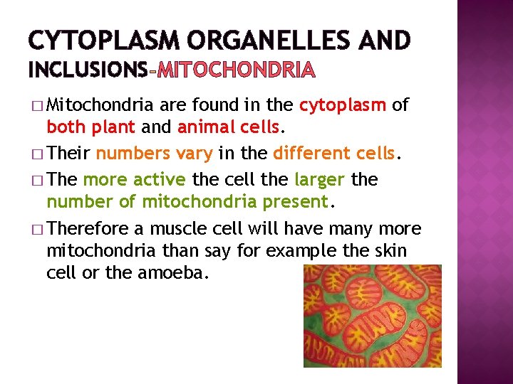 CYTOPLASM ORGANELLES AND INCLUSIONS MITOCHONDRIA � Mitochondria are found in the cytoplasm of both