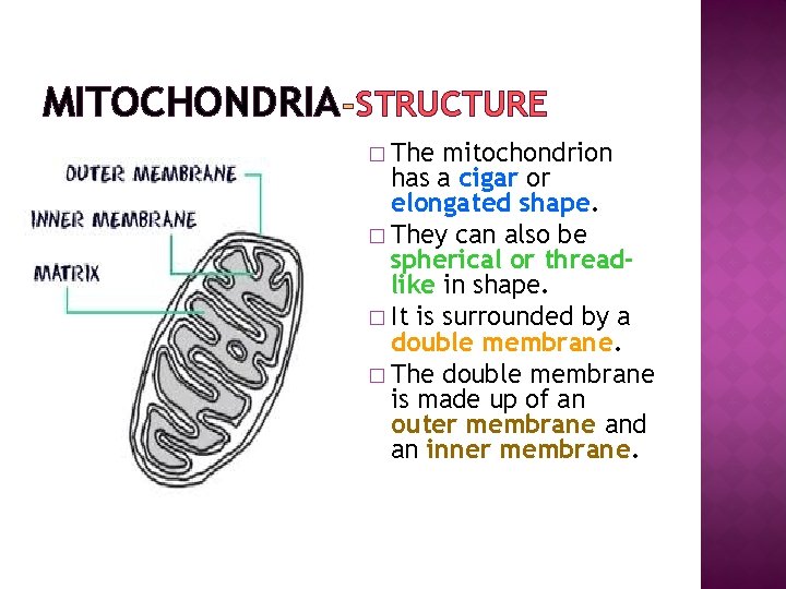 MITOCHONDRIA STRUCTURE � The mitochondrion has a cigar or elongated shape. � They can
