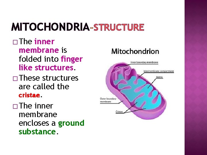 MITOCHONDRIA STRUCTURE � The inner membrane is folded into finger like structures. � These