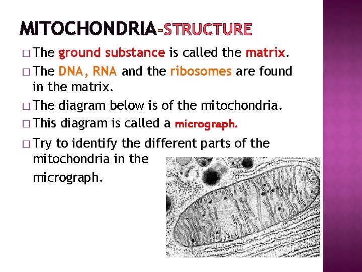 MITOCHONDRIA STRUCTURE � The ground substance is called the matrix. � The DNA, RNA