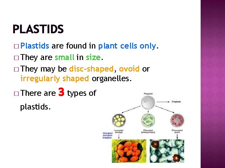 PLASTIDS � Plastids are found in plant cells only. � They are small in