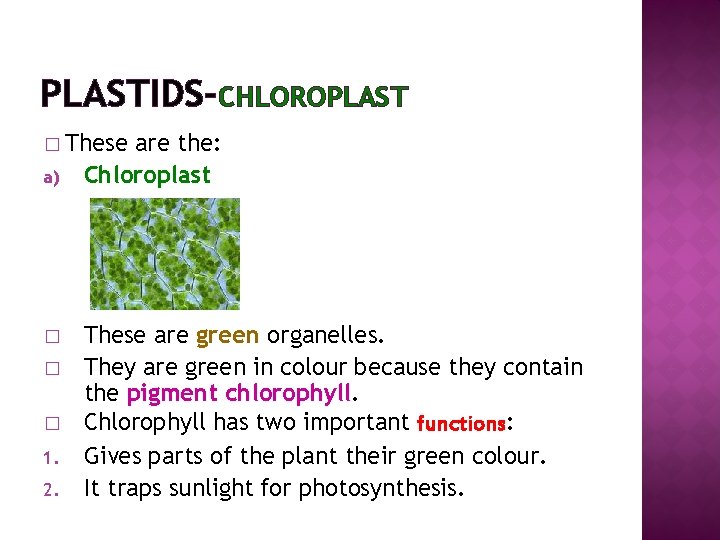 PLASTIDS-CHLOROPLAST � These a) � � � 1. 2. are the: Chloroplast These are