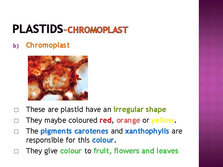 PLASTIDS CHROMOPLAST b) Chromoplast � These are plastid have an irregular shape They maybe