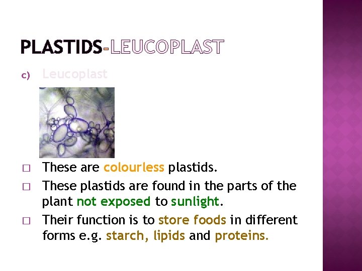 PLASTIDS LEUCOPLAST c) Leucoplast � These are colourless plastids. These plastids are found in