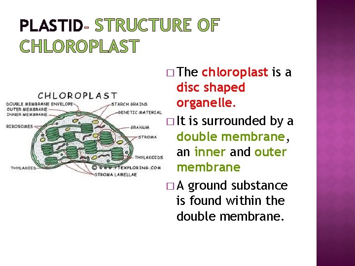 PLASTID STRUCTURE OF CHLOROPLAST � The chloroplast is a disc shaped organelle. � It